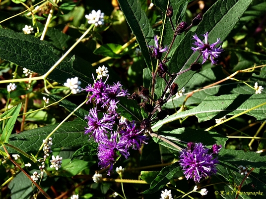 {Vernonia noveboracensis}